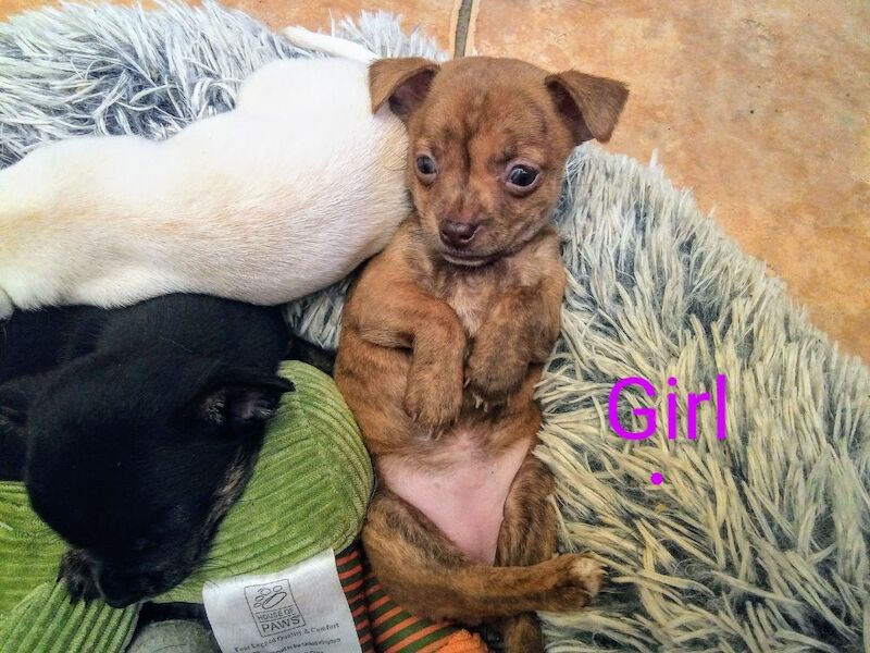 Chihuahua puppies for sale in Wisbech, Cambridgeshire – 7 weeks old - Image 2 of 4