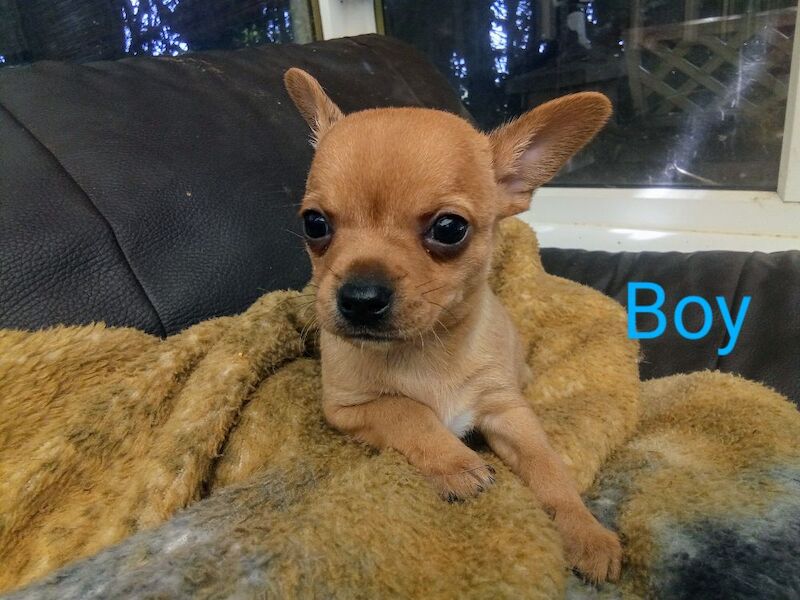Chihuahua puppies for sale in Wisbech, Cambridgeshire – 7 weeks old - Image 3 of 4