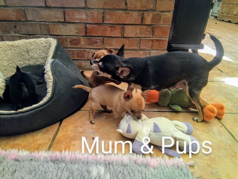 Chihuahua puppies for sale in Wisbech, Cambridgeshire – 7 weeks old - Image 4 of 4