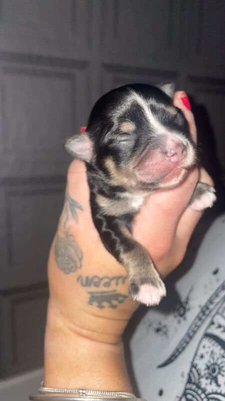 Chihuahua puppies ❤️ for sale in Coventry, West Midlands - Image 1