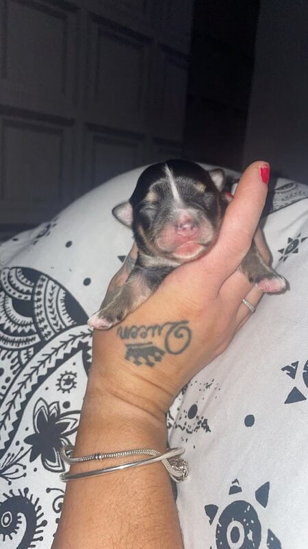 Chihuahua puppies ❤️ for sale in Coventry, West Midlands - Image 2