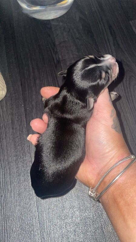 Chihuahua puppies ❤️ for sale in Coventry, West Midlands - Image 3