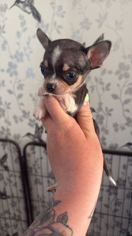 Chihuahua puppies for sale in Didcot, Oxfordshire
