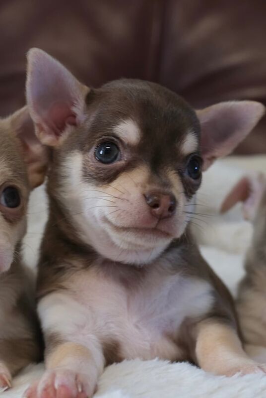 Chihuahua puppies for sale in Hamilton, Lanarkshire | Image 2