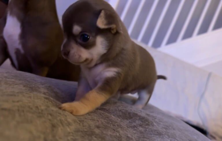 Chihuahua puppies for sale in Hamilton, Lanarkshire | Image 3