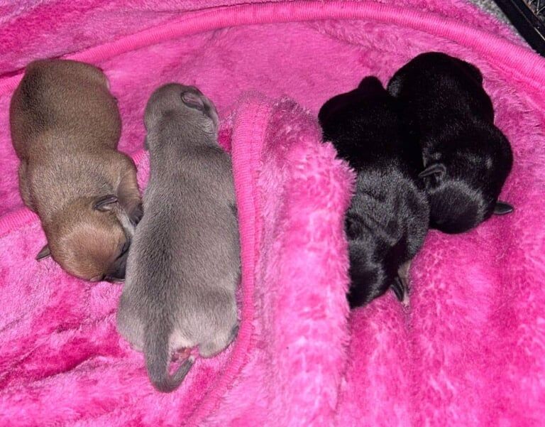 chihuahua puppies for sale in Wallsend, Tyne and Wear