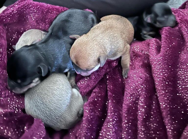 chihuahua puppies for sale in Wallsend, Tyne and Wear | Image 2