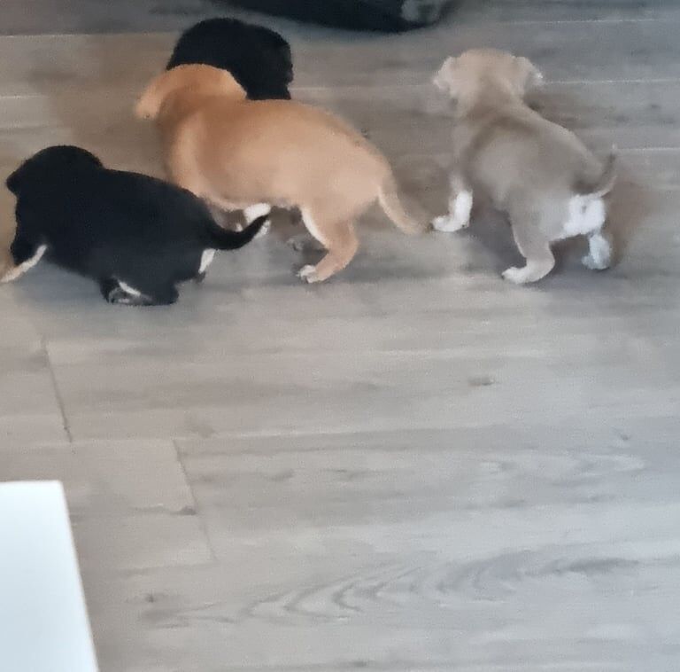 chihuahua puppies for sale in Wallsend, Tyne and Wear | Image 3