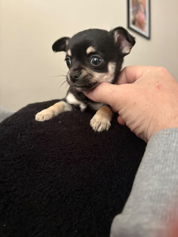 Chihuahua Puppies for sale in Sheerness, Kent