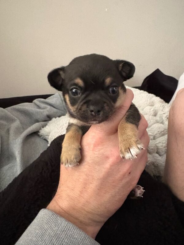 Chihuahua Puppies for sale in Sheerness, Kent | Image 2