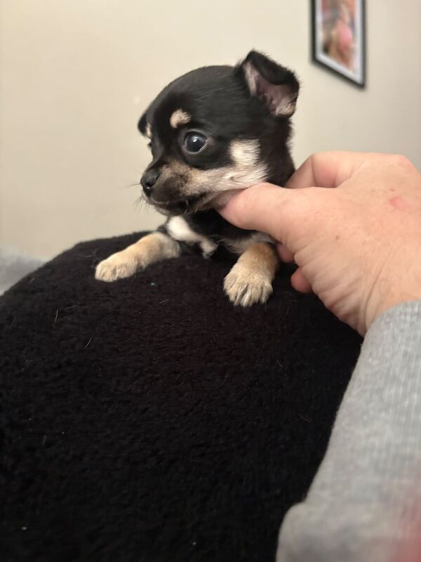 Chihuahua Puppies for sale in Sheerness, Kent | Image 3