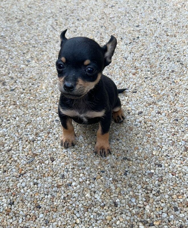 Chihuahua puppies for sale in Romford, Greater London