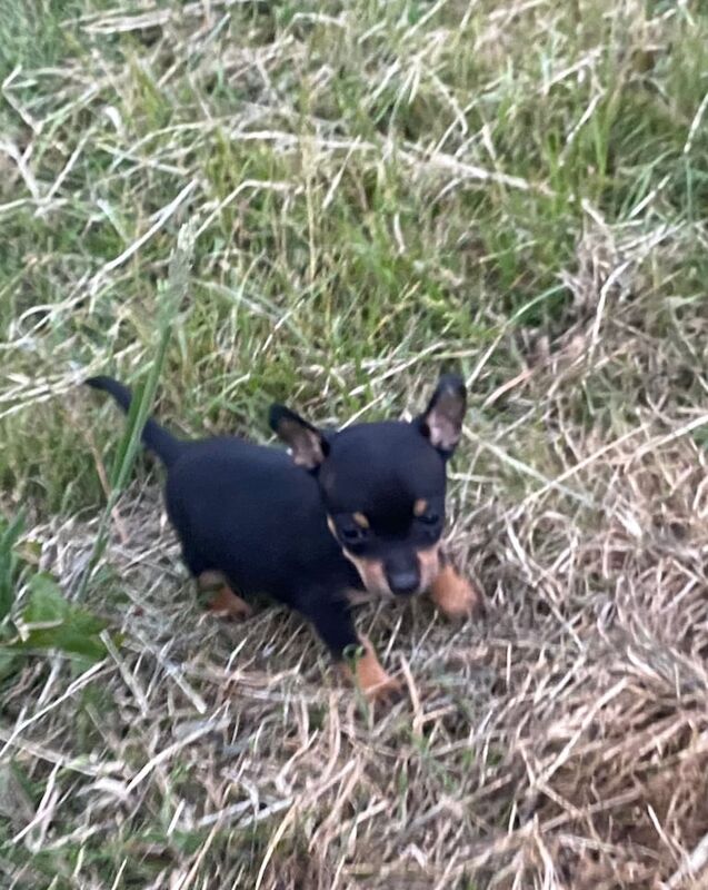 Chihuahua puppies for sale in Romford, Greater London | Image 2
