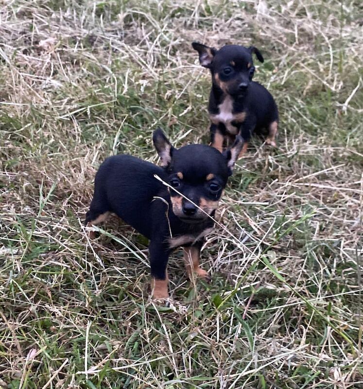 Chihuahua puppies for sale in Romford, Greater London | Image 3