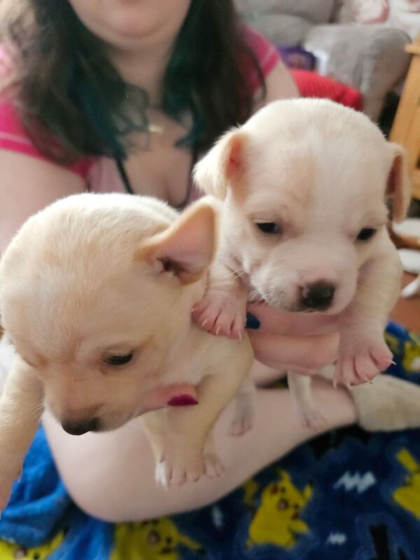 Chihuahua puppies for sale in Kirkby, Merseyside