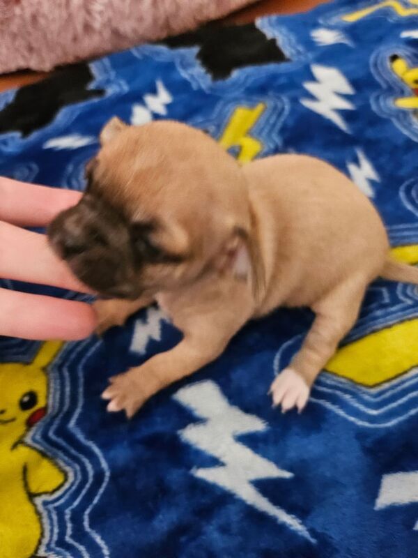 Chihuahua puppies for sale in Kirkby, Merseyside – 7 months old - Image 2 of 3