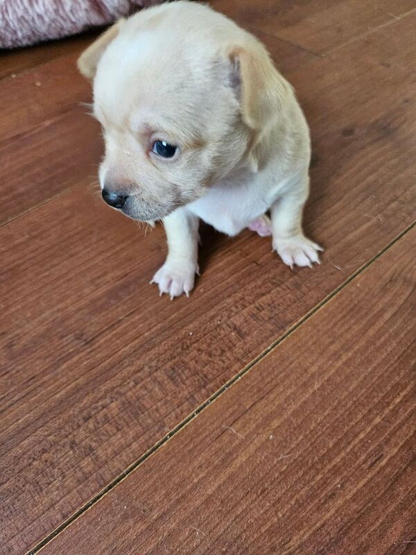 Chihuahua puppies for sale in Kirkby, Merseyside – 7 months old - Image 3 of 3