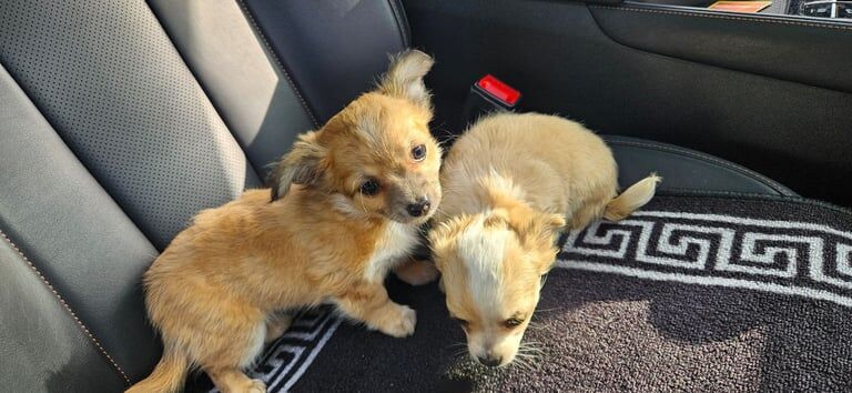 Chihuahua Puppies for sale in Cookstown, County Tyrone