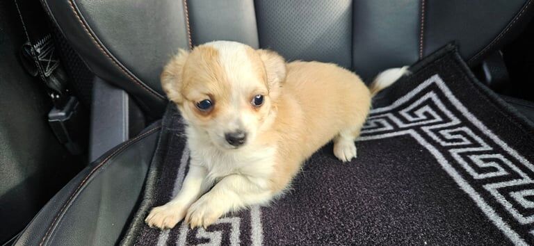 Chihuahua puppies for sale in Cookstown, County Tyrone – 8 months old - Image 2 of 3