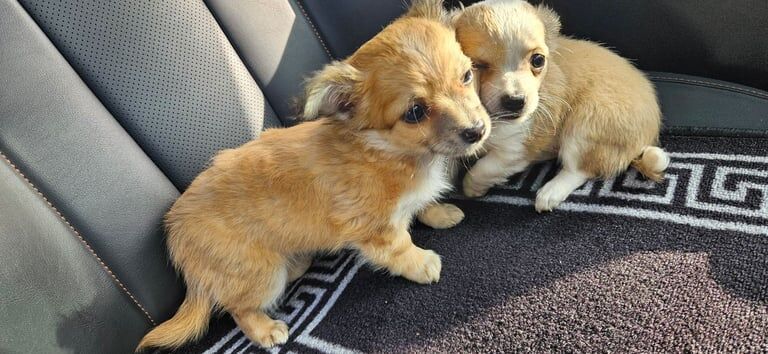 Chihuahua puppies for sale in Cookstown, County Tyrone – 8 months old - Image 3 of 3