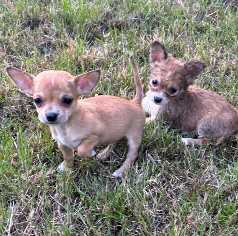 Chihuahua puppies for sale in Chingford, Greater London