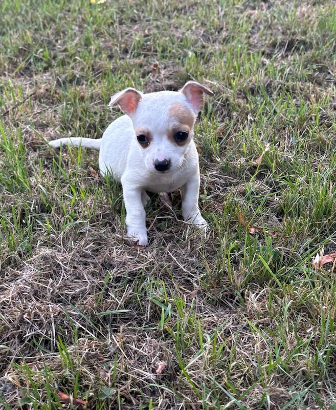 Chihuahua puppies for sale in Chingford, Greater London | Image 2