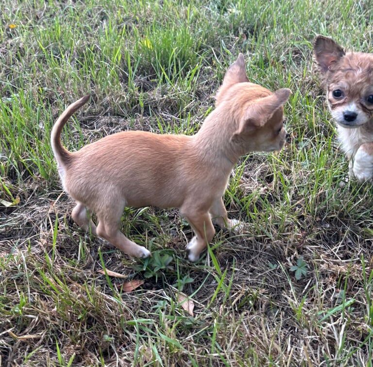 Chihuahua puppies for sale in Chingford, Greater London | Image 3