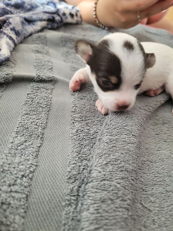 Chihuahua puppies 🐶 for sale in Wolverhampton, West Midlands