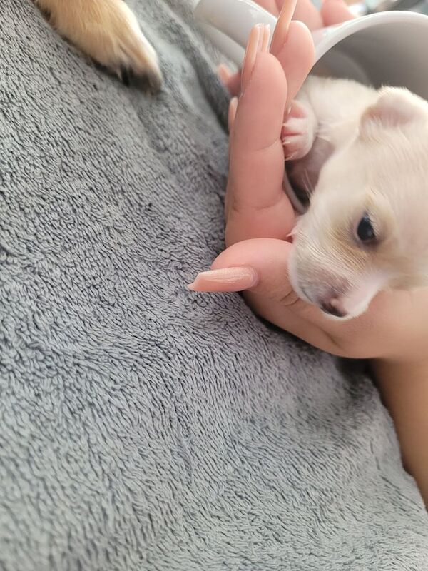 Chihuahua puppies 🐶 for sale in Wolverhampton, West Midlands | Image 2
