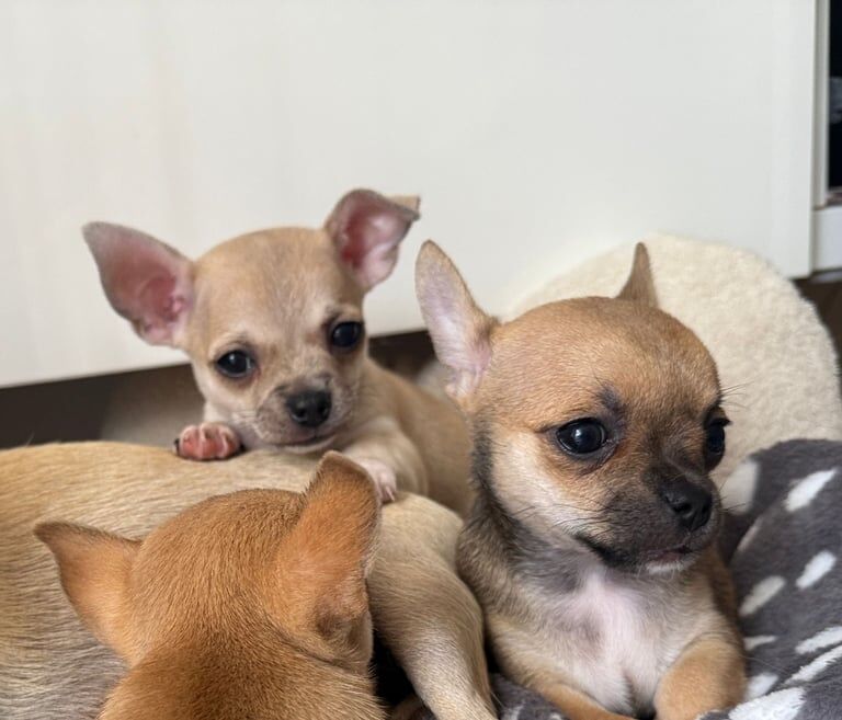 Chihuahua puppies for sale in Poole, Dorset – 6 weeks old