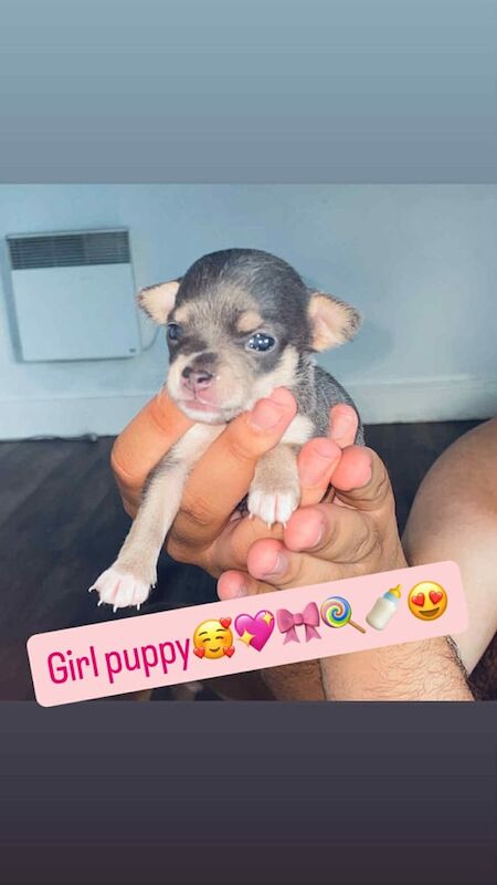 Chihuahua puppies for sale in Wolverhampton, West Midlands – 4 weeks old - Image 1 of 3