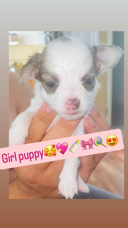 Chihuahua puppies for sale in Wolverhampton, West Midlands – 4 weeks old - Image 2 of 3