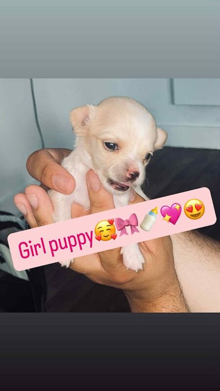 Chihuahua puppies for sale in Wolverhampton, West Midlands – 4 weeks old - Image 3 of 3