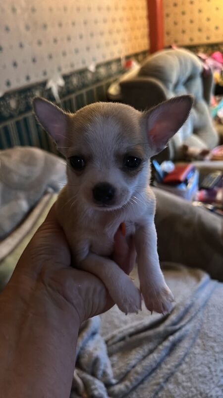 Chihuahua puppies for sale in Plymouth, Devon – 6 weeks old