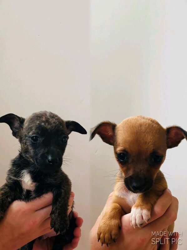 Chihuahua puppies for sale in Romford, Greater London – 8 weeks old
