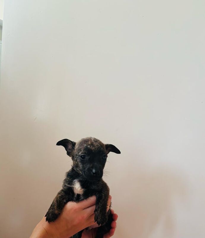 Chihuahua puppies for sale in Romford, Greater London – 10 weeks old - Image 2 of 3