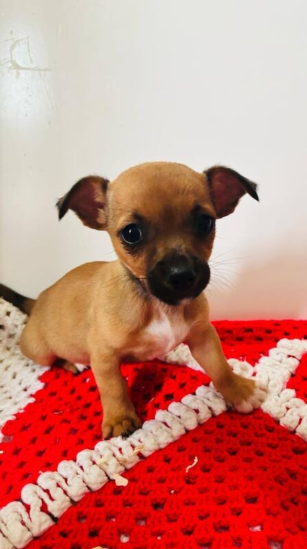 Chihuahua puppies for sale in Romford, Greater London – 10 weeks old - Image 3 of 3