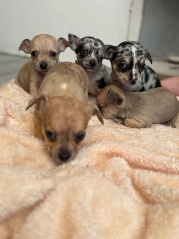Chihuahua puppies for sale in Wolverhampton, West Midlands – 7 weeks old - Image 2 of 3