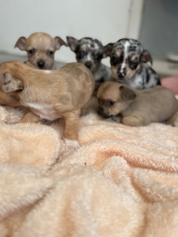 Chihuahua puppies for sale in Wolverhampton, West Midlands – 7 weeks old - Image 3 of 3