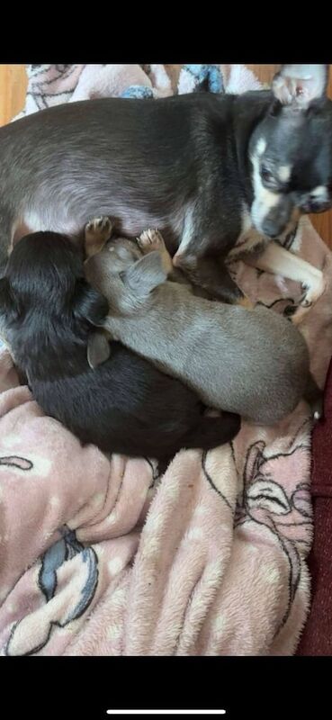 Chihuahua puppies for sale in East End, East Riding of Yorkshire – 9 weeks old