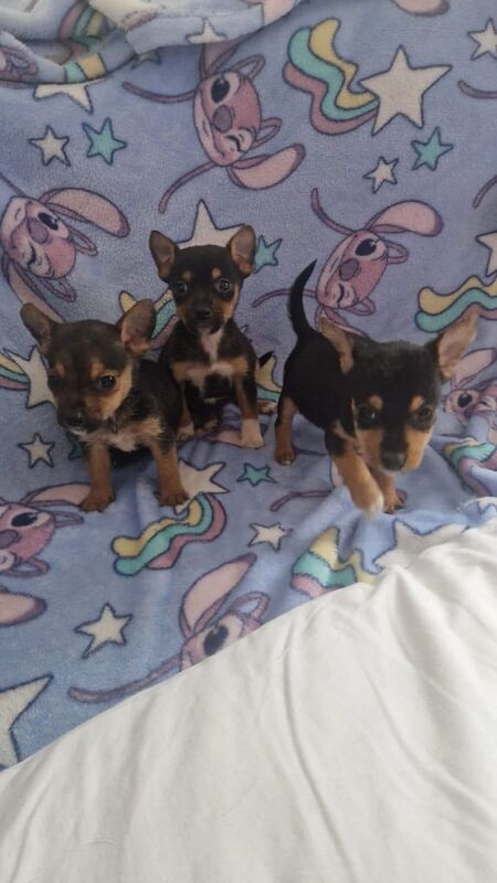 Chihuahua puppies for sale in East End, East Riding of Yorkshire – 9 weeks old - Image 2 of 3