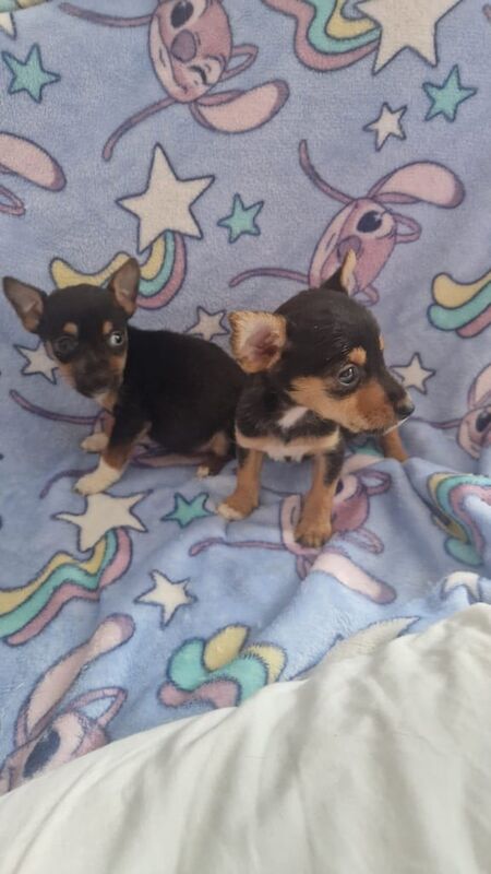 Chihuahua puppies for sale in East End, East Riding of Yorkshire – 9 weeks old - Image 3 of 3