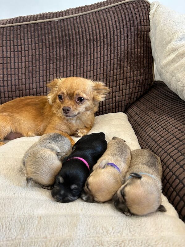 Chihuahua puppies for sale in Washington, Tyne and Wear – 8 weeks old
