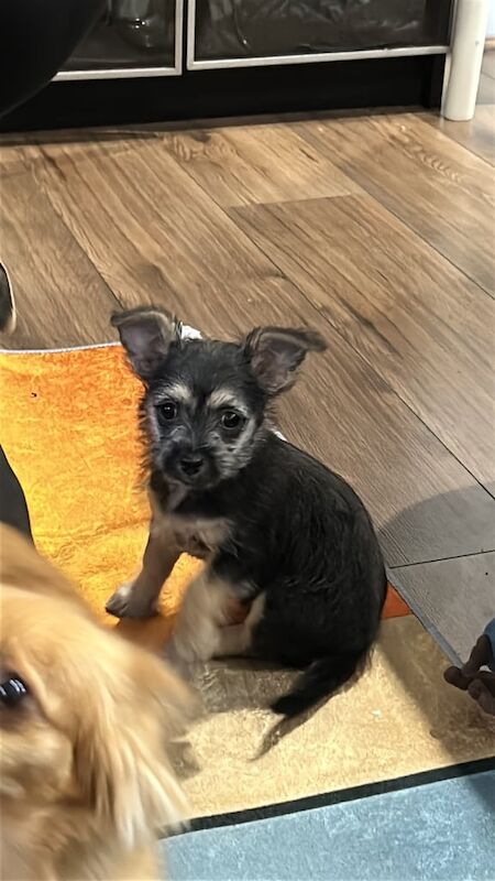 Chihuahua puppies for sale in Washington, Tyne and Wear – 8 weeks old - Image 2 of 3