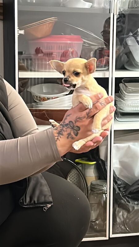 Chihuahua puppies for sale in Washington, Tyne and Wear – 8 weeks old - Image 3 of 3