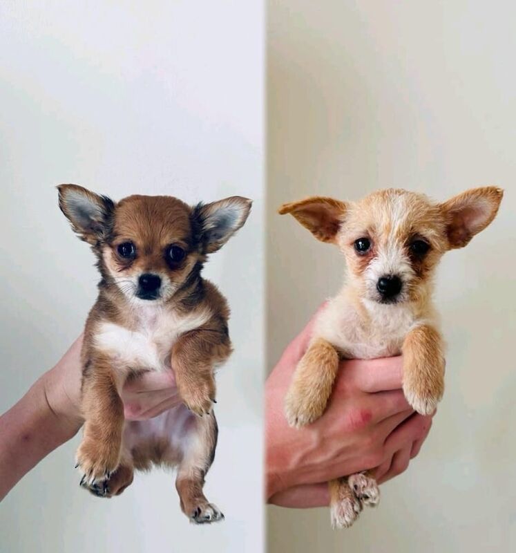 Chihuahua puppies for sale in Romford, Greater London – 9 weeks old