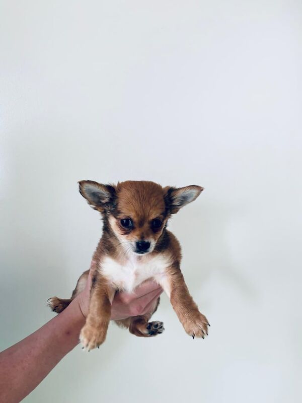 Chihuahua puppies for sale in Romford, Greater London – 9 weeks old - Image 2 of 3