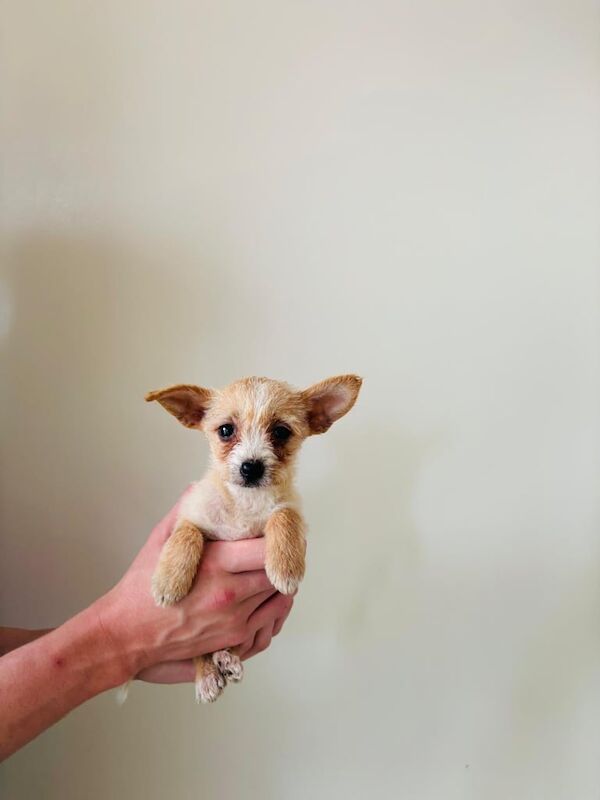 Chihuahua puppies for sale in Romford, Greater London – 9 weeks old - Image 3 of 3