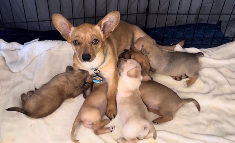 Chihuahua puppies for sale in Blantyre, Lanarkshire – 8 weeks old