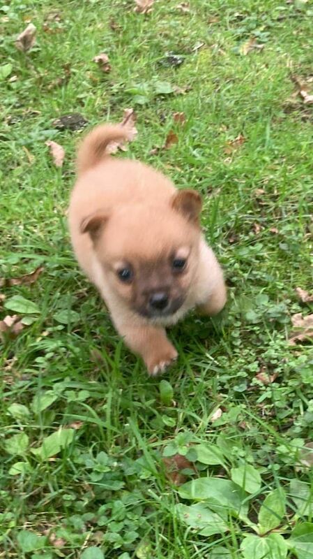 Chihuahua puppies for sale in Blantyre, Lanarkshire – 8 weeks old - Image 2 of 3
